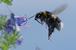 Bumblebee