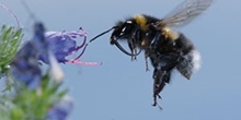 Bumblebee use of farmland habitats