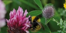 The birds and the bees