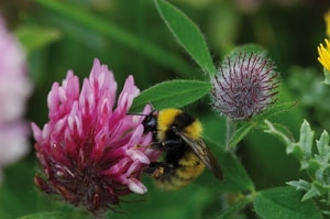 Great yellow bumblebee