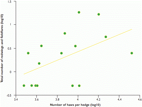 Abundance of redwings and fieldfares in relation to number (mean) of haws in 16 hedges over the winter