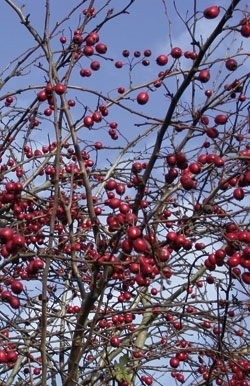 Hedgerow berries, such as these haws, are important for birds