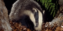 Bovine tuberculosis