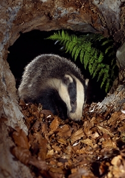 Badger (www.lauriecampbell.com)