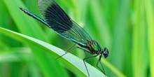 The Wildlife