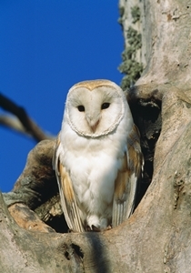 Barn owl (Credit: Laurie Campbell)