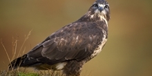 Buzzard control