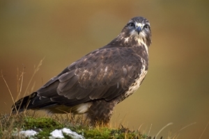 Common buzzard (Credit: Laurie Campbell)