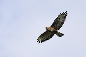 Common buzzard (www.lauriecampbell.com)