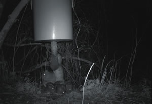 Hopperrats