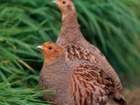 Join us on a grey partridge farm walk