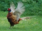 GWCT shoot raffle will be Fantastic for wildlife research