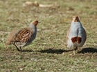 Award-winning farm that specialises in grey partridge conservation to host walk