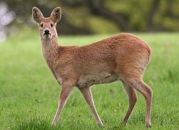 Chinese water deer photo