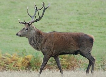 Red deer photo