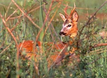 Roe deer photo