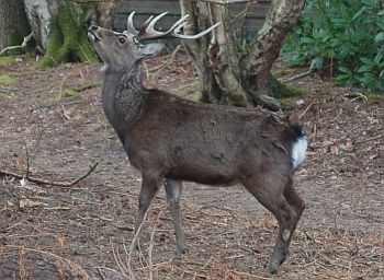 Sika deer photo