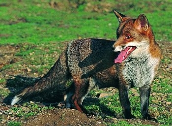 Fox photo