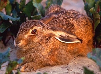 Brown hare photo Brown hare photo
