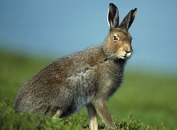 Mountain hare photo