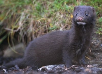 American mink photo American mink photo