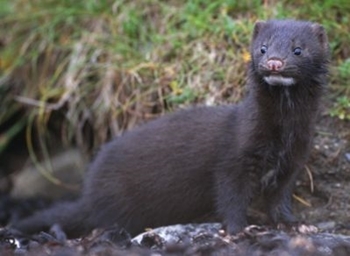 American mink photo