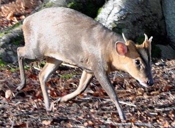 Muntjac photo Muntjac photo