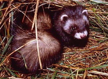 Polecat photo