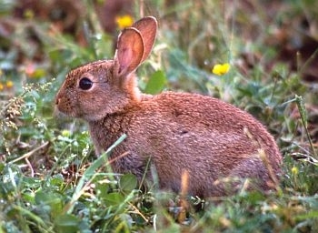 Rabbit photo