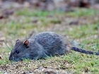 Essential rat control for Scottish gamekeepers course