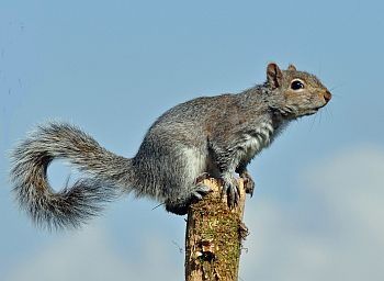 Grey Squirrel Growth Chart