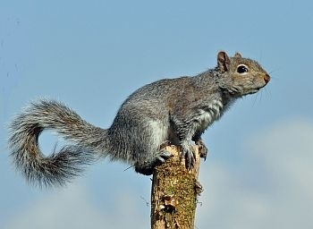gray squirrel breeding