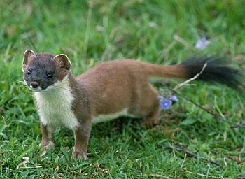 Stoat photo