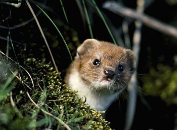 Weasel photo