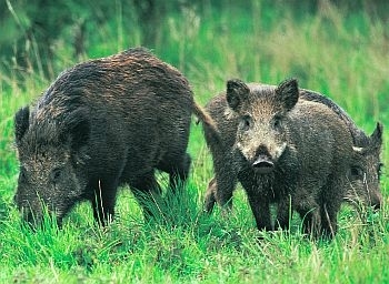 Wild boar photo