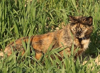 Feral cat photo