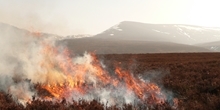Low-severity fires can improve carbon storage in peatlands