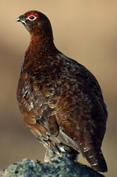 Red grouse