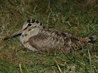 Spotlight on record-breaking woodcock flights in west Wales