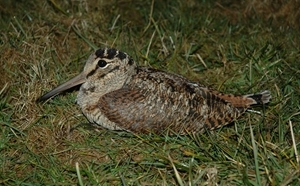 Woodcock with satellite tracking devices attached by GWCT researchers in Wales have travelled astonishing distances to breeding sites as far away as central Siberia