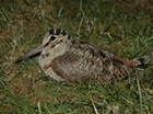 Birdwatchers needed to count breeding Woodcock