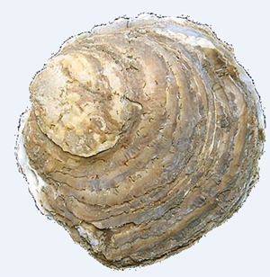 Oyster