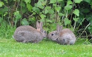 The rabbit
