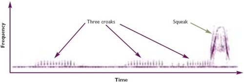 Sonogram of a typical woodcock roding call, consisting of three low frequency ‘croak’ elements followed by a much higher frequency ‘squeak’ note Sonogram of a typical woodcock roding call, consisting of three low frequency ‘croak’ elements followed by a much higher frequency ‘squeak’ note