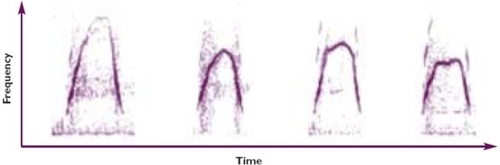 Examples of ‘squeak’ notes from four different woodcock Examples of ‘squeak’ notes from four different woodcock