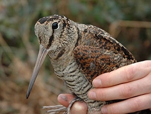 Woodcock in hand