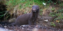 Does predation limit bird populations in the UK?