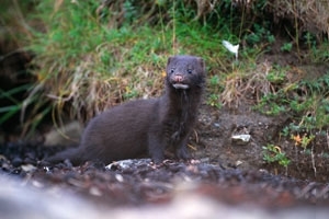 Mink in Britain | Learn about American Mink in the UK - Game and Wildlife  Conservation Trust
