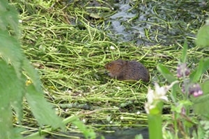 Water vole