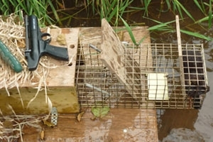 Mink raft